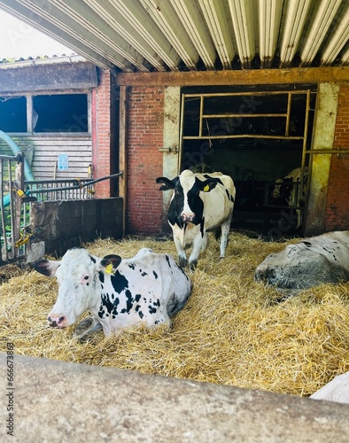 Black and white cows in the farm house © Oksana