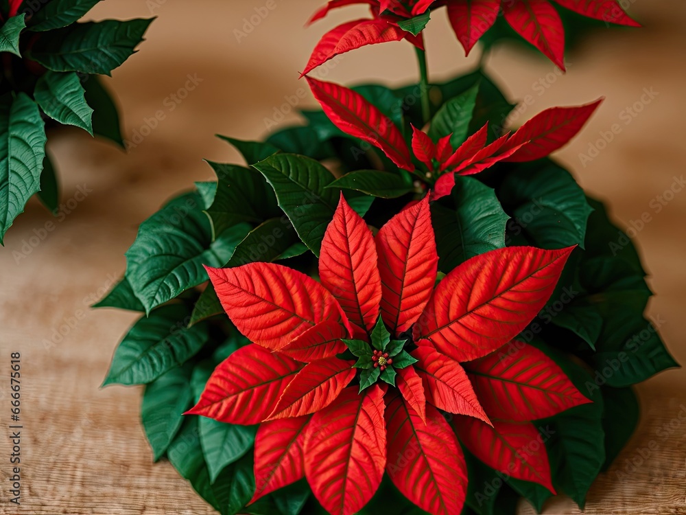  a poinsettia plant with red and green leaves.  generative ai