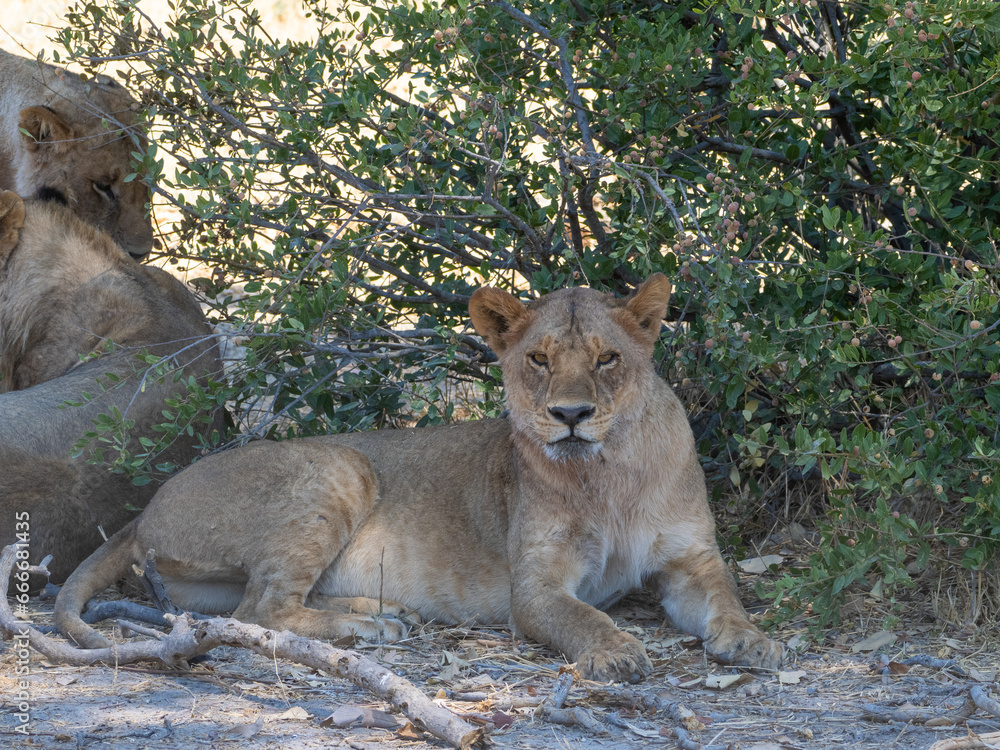 Naklejka premium Löwe