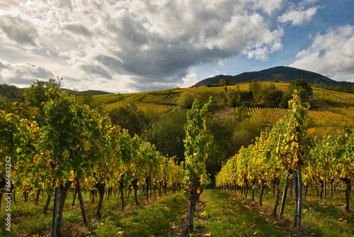 Herbst in den Weinbergen vom Elsass bei Reichsfeld