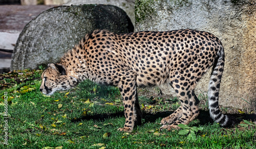 Cheetah preparing to jump. Latin name - Acinonyx jubatus 