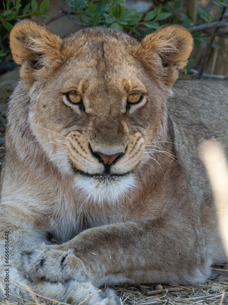 Fototapeta premium Löwe