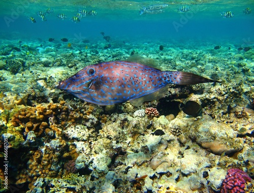 Swimming scrawled filefish (Aluterus scriptus) in shallow ocean with coral reef. Snorkeling with marine life, underwater photography. Aquatic wildlife, fish and corals. photo