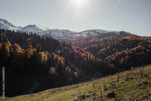Autumn sunny landscape: yellow trees against snowy mountains. High-quality photo for website design, postcards, banners, and travel product advertising.