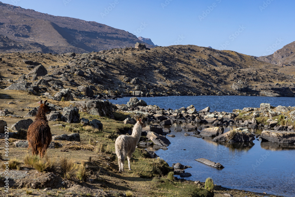custom made wallpaper toronto digitalLlamas in the morning sun at a beautiful lagoon in the scenic Tunari National Park near Cochabamba, Bolivia - Traveling and exploring South America
