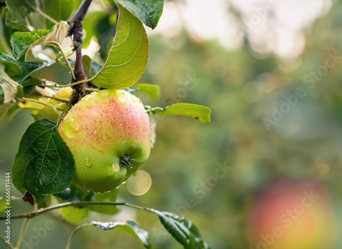 apple grows on a tree in the harvest garden on everning sun flare with rainy day. copy space background. AI Generated.