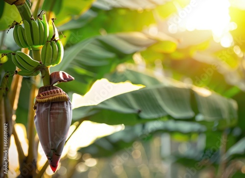 Banana grows on a tree in the harvest garden on everning sun flare. AI Generated.