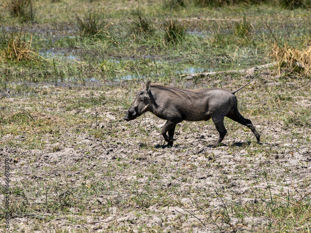 Fototapeta premium Warzenschwein