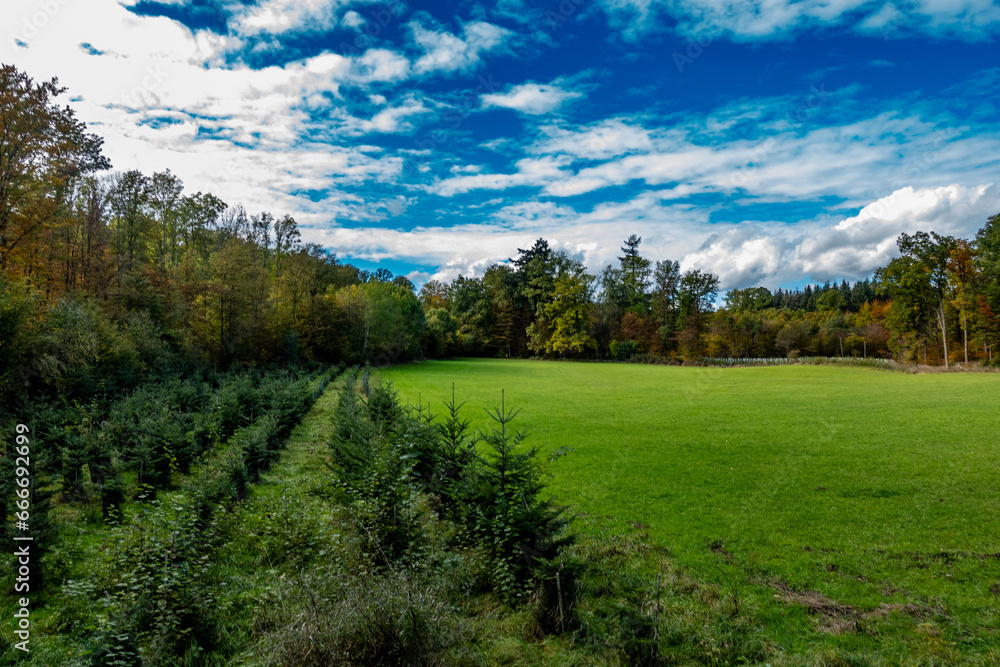 Wiederaufforstung im Mischwald Wiederaufforstung im Mischwald
