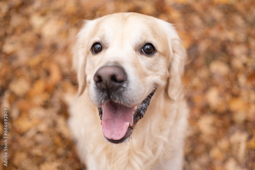 A happy dog sits in the fall woods. Golden retriever golden retriever in the park in the fall foliage. Concept of a nature walk with a pet. A happy dog sits in the fall woods. Golden retriever golden retriever in the park in the fall foliage. Concept of a nature walk with a pet.