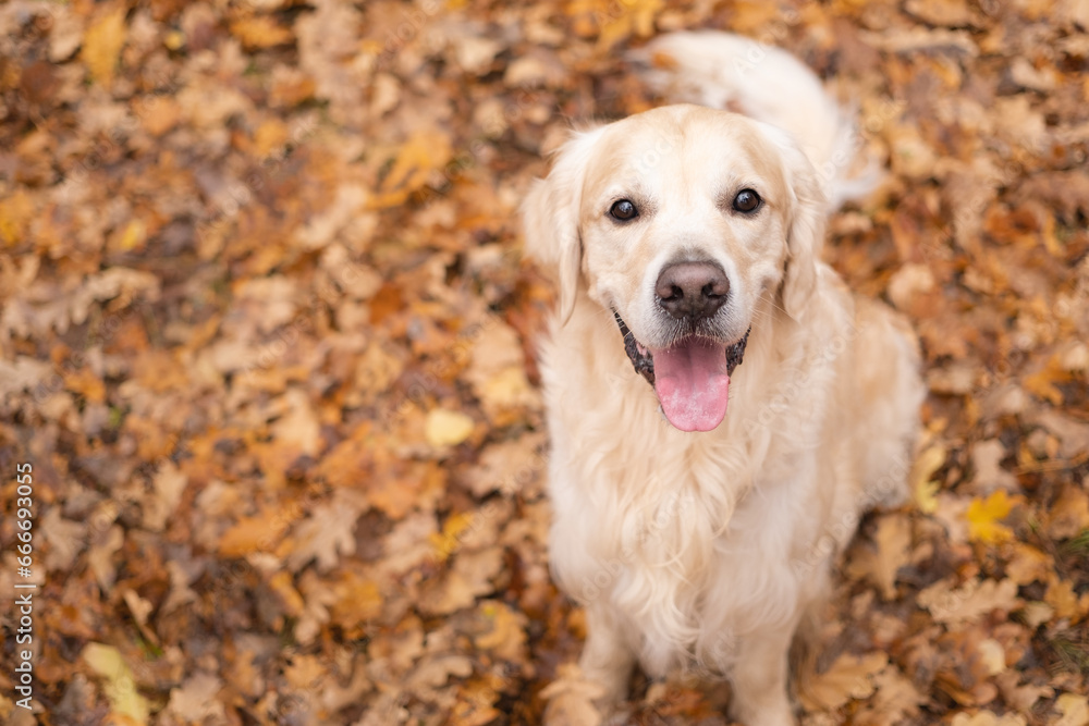 A happy dog sits in the fall woods. Golden retriever golden retriever in the park in the fall foliage. Concept of a nature walk with a pet.
