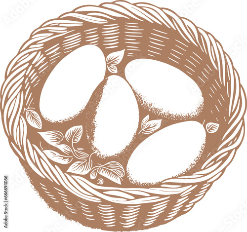 vector image of fresh chicken eggs in a basket hand drawn illustration