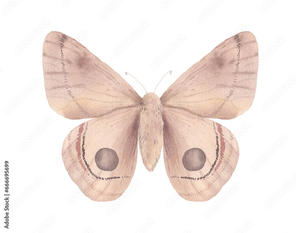 Naklejka premium Watercolor beige moth insect isolated on white