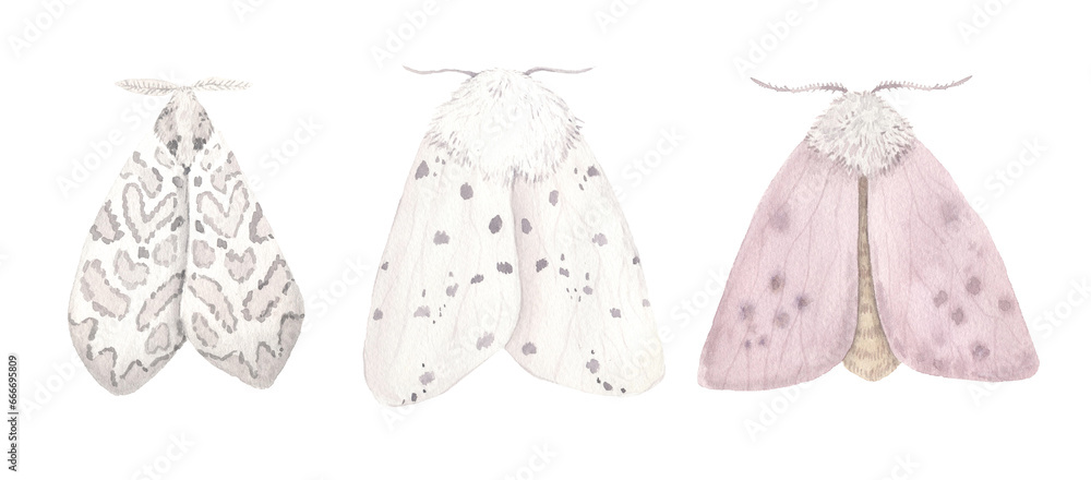 Watercolor beige moth insect isolated on white Watercolor beige moth insect isolated on white
