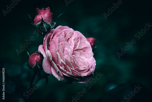 A close up of a pink rose in bloom with rose buds with rain drops