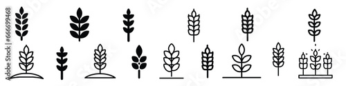 wheat icon, Grey Cereals icon set with rice, wheat, corn, oats, Vector farm wheat ears icon, Gluten free icon, Wheat logo. Icon bakery. Spike wheat. Bread grain photo