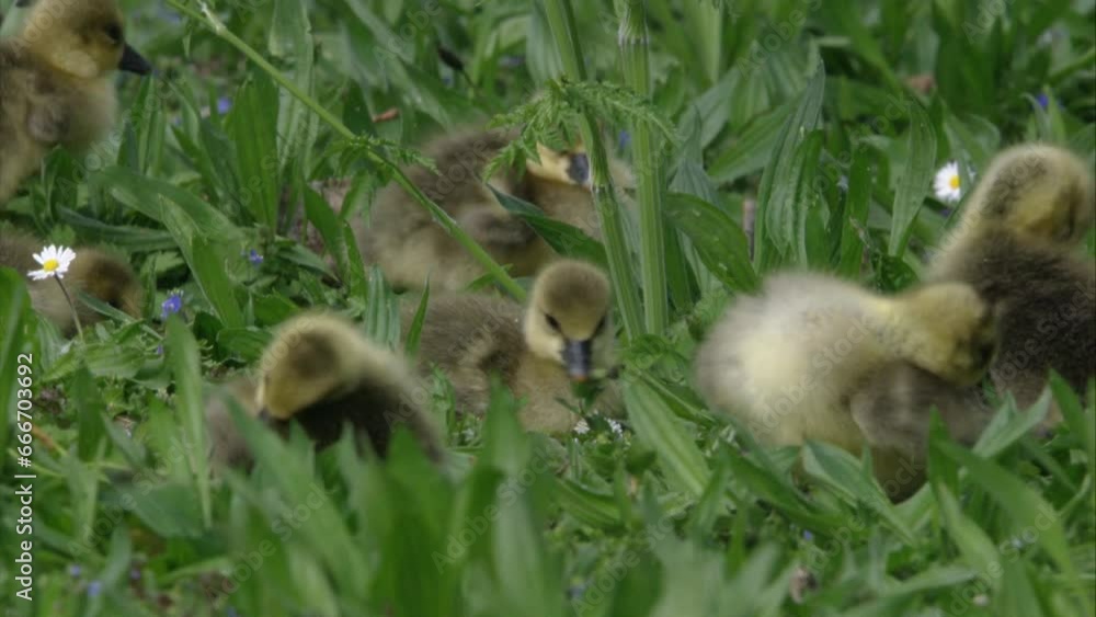 Greylag goose chicks on a meadow Greylag goose chicks on a meadow