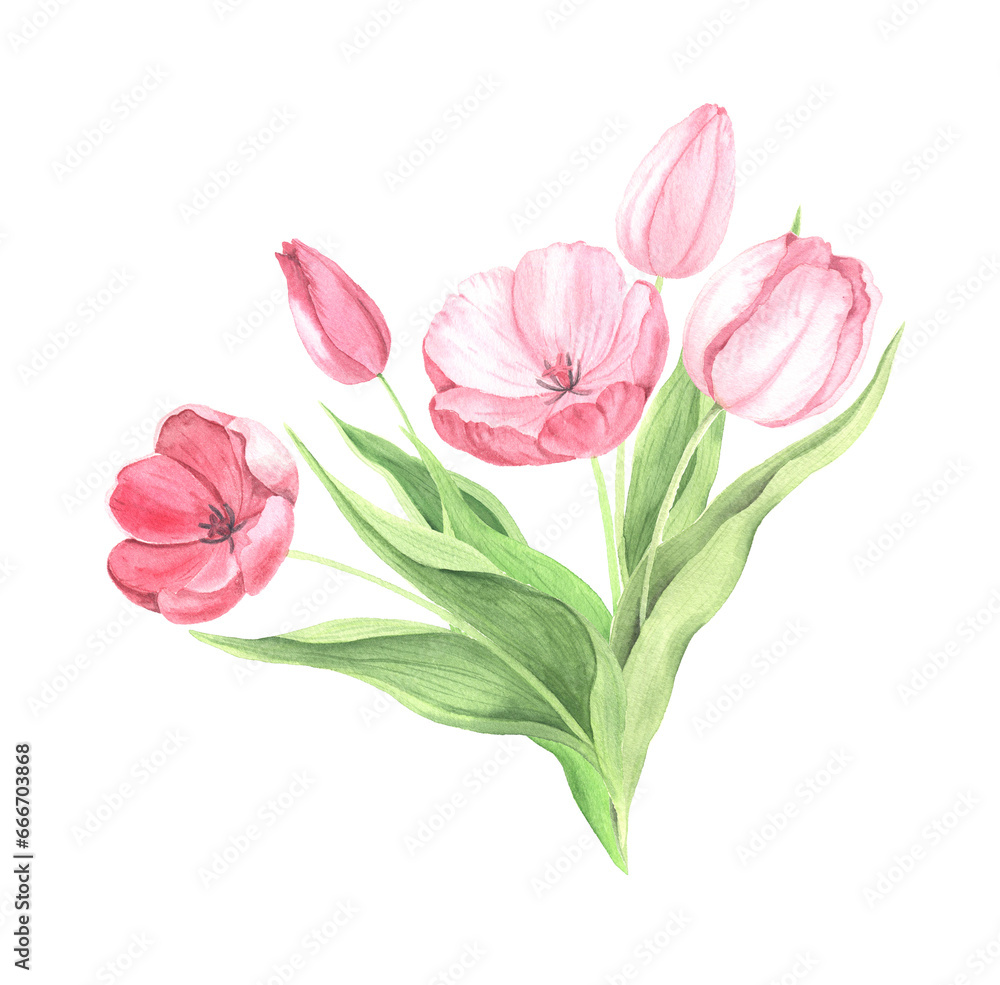 Watercolor hand painted pink tulip flowers Watercolor hand painted pink tulip flowers
