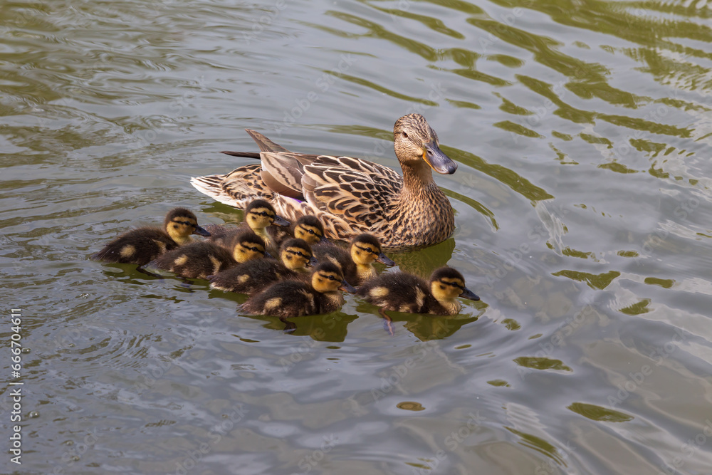 The duck swims on the pond and there are small ducks around it. Photo of wild nature. The duck swims on the pond and there are small ducks around it. Photo of wild nature.