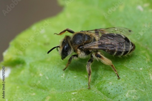 Closeup on a female mining bee from the Andrena ovatula group sitting on a green leaf © Henk