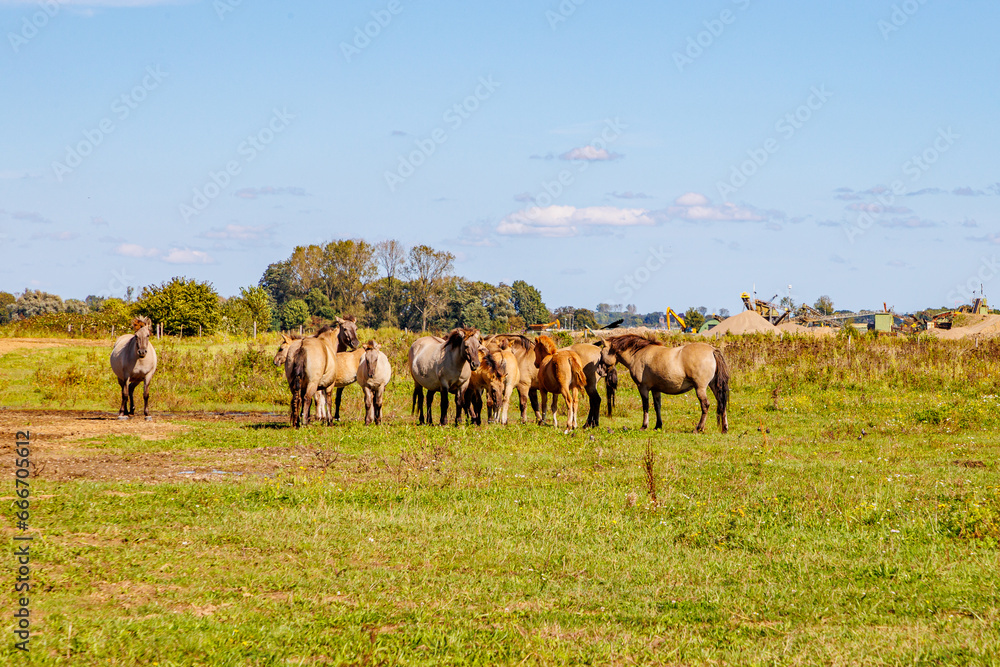 Obraz premium Herd of Polish Konik horses in Maasvallei nature reserve, autumn trees and sand and earth extraction work site, heavy industrial machinery in background, sunny day in Meers, Elsloo, Netherlands