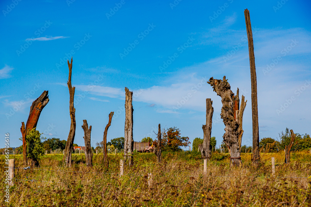 Meers tree monument with huge fossil oak trunks in Dutch countryside, farms against blue sky in background, sunny autumn day in Maasvallei nature reserve in Elsloo, Netherlands