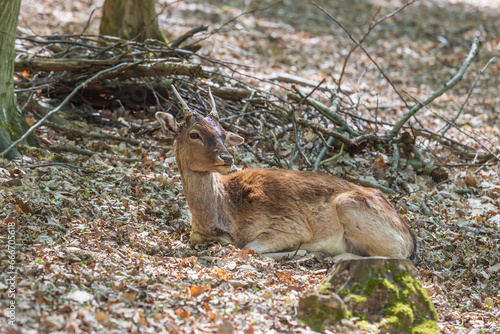 Fototapeta Naklejka Na Ścianę i Meble -  Fallow Deer - Dama dama lies on the ground in the leaves among the trees.