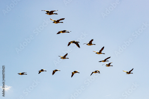 Flock of Canadian geese flying against blue sky in V formation, over Maasvallei nature reserve, sunny autumn day in Meers, Elsloo, Netherlands photo