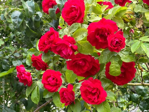 Red wild roses in the garden green bush 