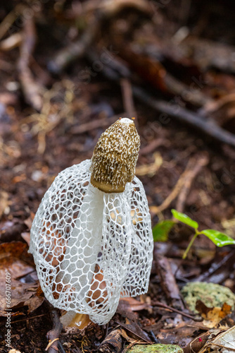 Bridal veil stinkhorn (Phallus indusiatus), growing on Waigeo Island, Raja Ampat photo