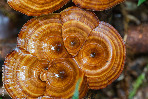 Yellow stemmed micropore (Microporus xanthopus), growing on Waigeo Island, Raja Ampat