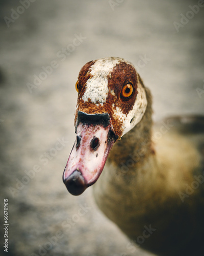 Nile Goose in close up. High quality photo