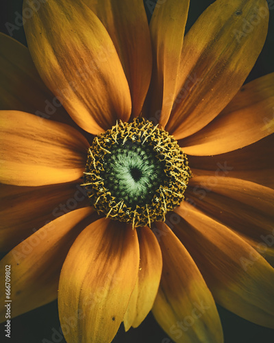 Yellow Coneflower with a spider. High quality photo