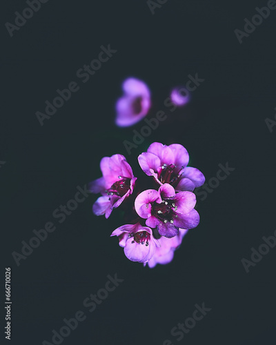 Velvet Flower Blossom Dark Moody. High quality photo