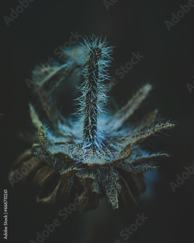 Velvet Flower Blossom Dark Moody. High quality photo