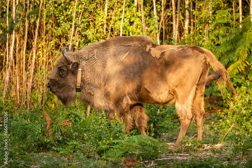 European Bison (Bison bonasus), female (cow), being released into woodland as part of the Wilder Blean project, Kent, England photo