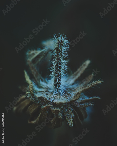 Velvet Flower Blossom Dark Moody. High quality photo