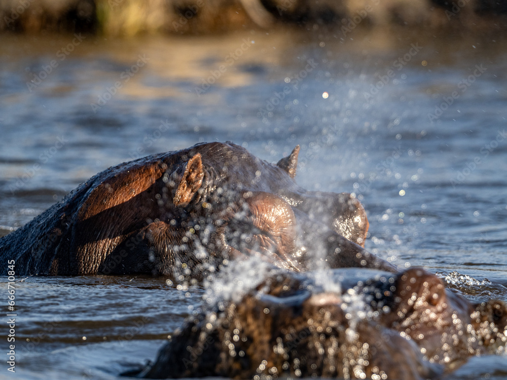 Fototapeta premium Flusspferd