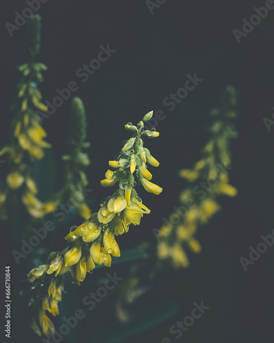 Flower Moody Green macro. High quality photo