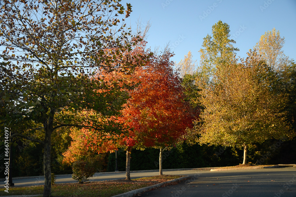 Autumn Colorful trees