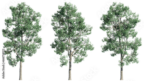 Set of trident maple or acer buergerianum trees  3D rendering with transparent background