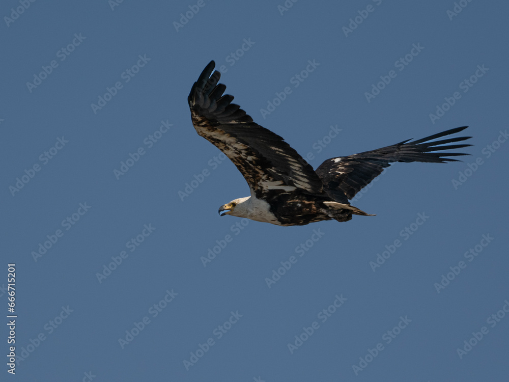 Obraz premium Fischadler