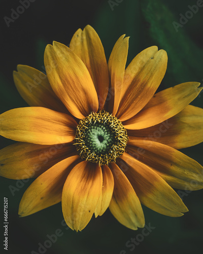 Yellow Coneflower with a spider. High quality photo