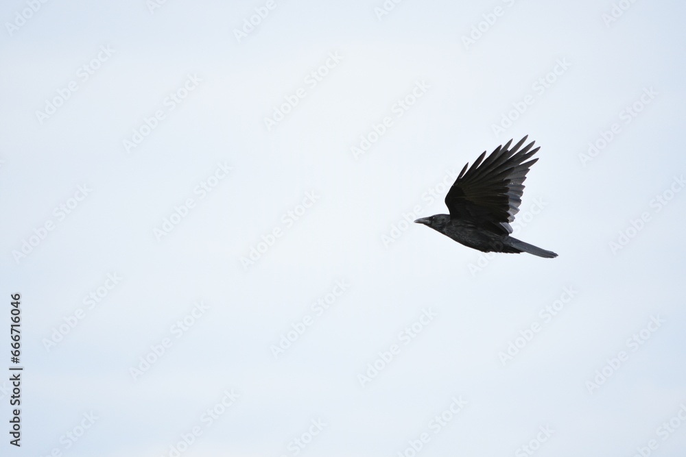 black crow flies on a white cloud background black crow flies on a white cloud background