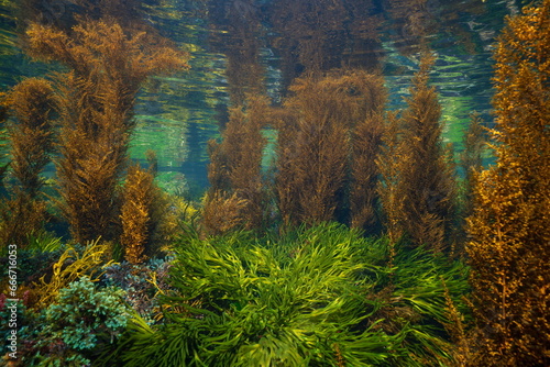 Seaweed in the Atlantic ocean, underwater seascape, natural scene, (mostly Codium tomentosum and Japanese wireweed algae), Spain, Galicia, Rias Baixas