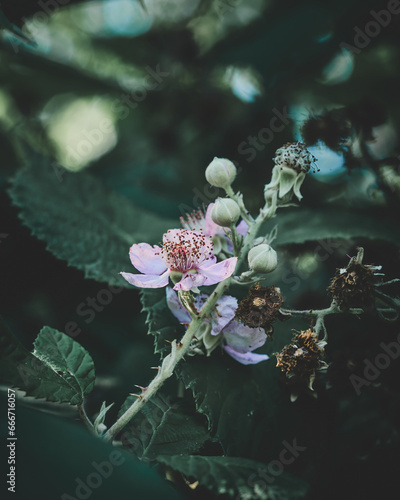 Velvet Flower Blossom Dark Moody. High quality photo