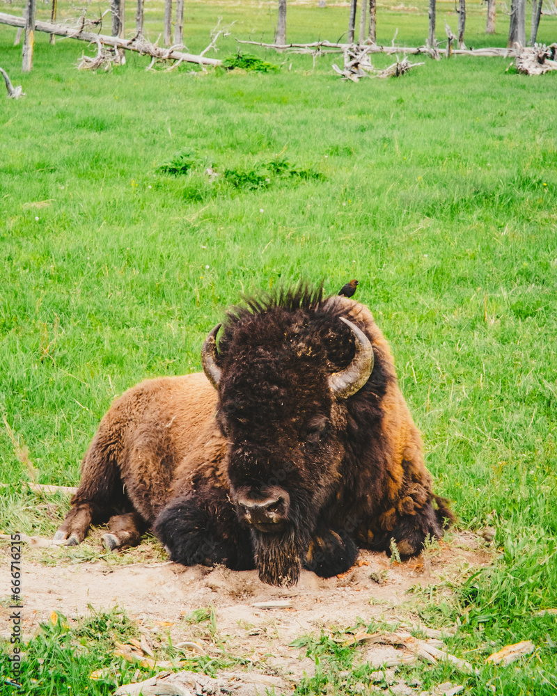Fototapeta premium Serenity in Yellowstone: Buffalo Resting on Lush Green Grass with Bird Perched on Its Head