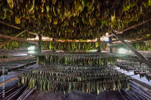 Fototapeta Naklejka Na Ścianę i Meble -  Tobacco farms of Vinales dried tobacco leaves. Cuba