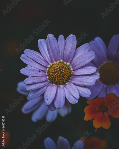 Velvet Flower Blossom Dark Moody. High quality photo
