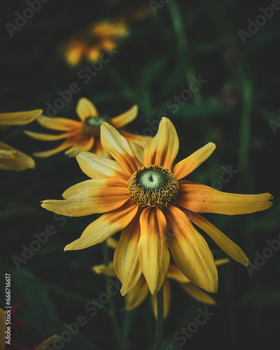 Yellow Coneflower with a spider. High quality photo
